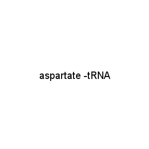 aspartate -tRNA